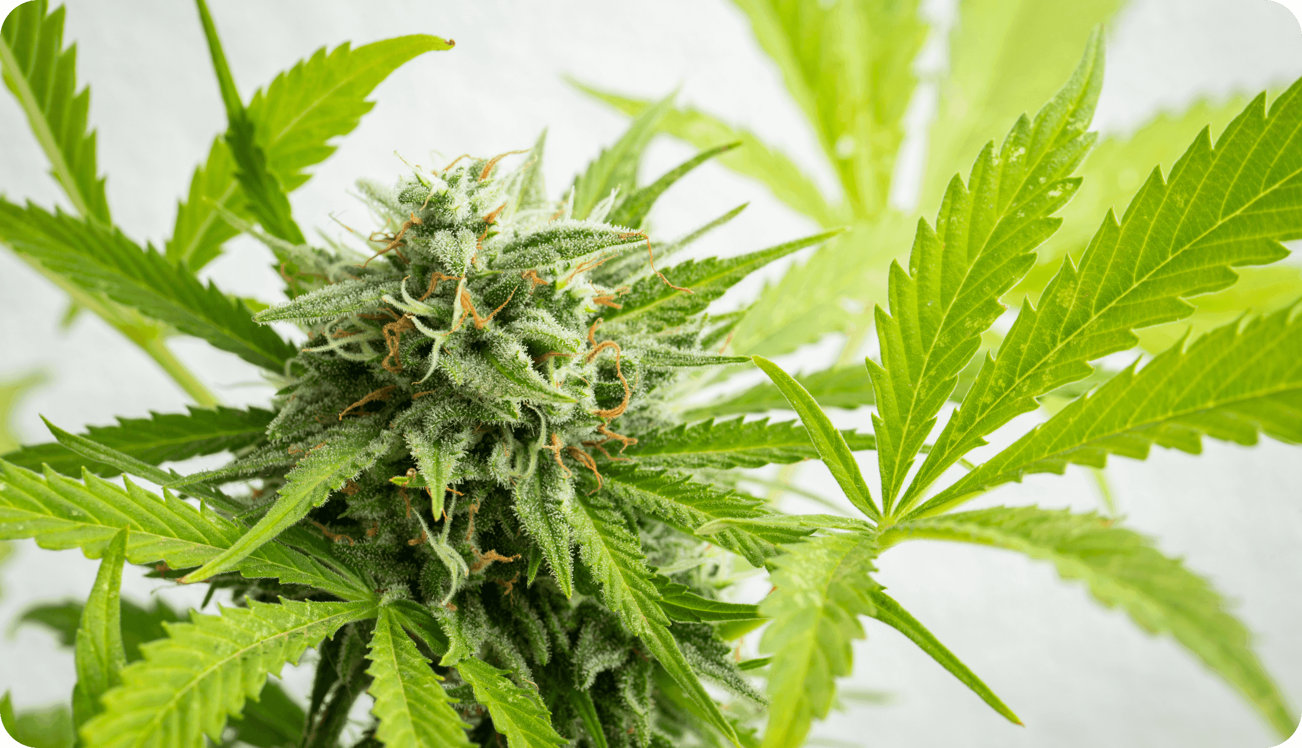 Nahaufnahme einer Cannabispflanze